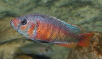 Haplochromis sp. "crimson tide"