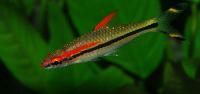 Sahyadria denisonii