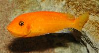 Metriaclima estherae