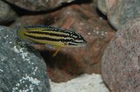 Julidochromis marksmithi