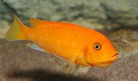 Metriaclima estherae
