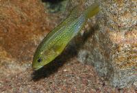 Astatoreochromis alluaudi