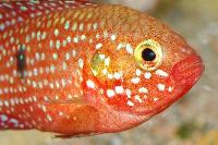 Rubricatochromis lifalili