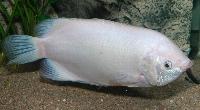 Helostoma temminckii