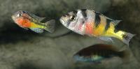 Astatotilapia latifasciata + Haplochromis sp. "rockkriben
