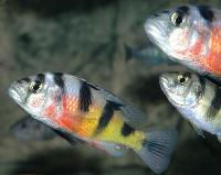 Astatotilapia latifasciata