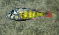Mbipia lutea
