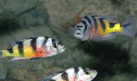 Astatotilapia latifasciata