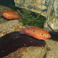 Rubricatochromis lifalili