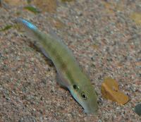 Pevicachromis humilis ”red spot liberia"
