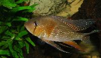 Acarichthys heckelii
