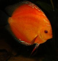 Symphysodon sp. "red", Marlboro red