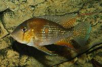Acarichthys heckelli