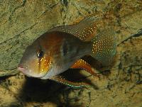 Acarichthys heckelli