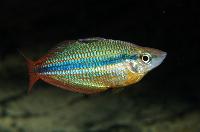 Melanotaenia trifasciata