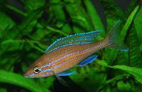 Paracyprichromis nigripinnis