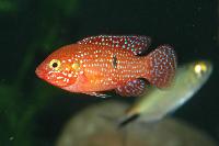 Rubricatochromis lifalili