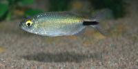 Brycinus longipinnis