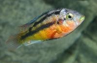 Haplochromis sp. "rockkribensis"