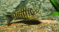 Tropheus moorii, Lusingu
