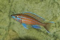 Paracyprichromis nigripinnis