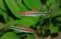 Sahyadria denisonii