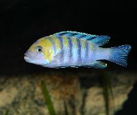 Cynotilapia afra, Cobwe