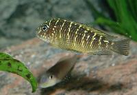 Tropheus moorii, Lusingu