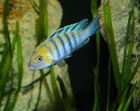 Cynotilapia afra, Cobwe