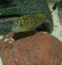 Tropheus moorii, Lusingu