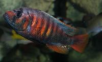 Haplochromis sp. "crimson tide"