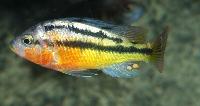 Haplochromis sp. "rockkribensis"