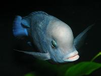 Cyrtocara moorii