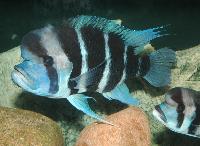 Cyphotilapia frontosa
