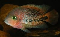 Vieja synspila