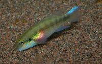 Pelvicachromis humilis "red spot liberia"