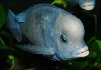 Cyrtocara moorii