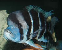 Cyphotilapia frontosa