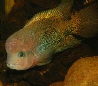 Vieja synspila