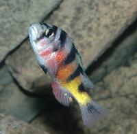 Astatotilapia latifasciata