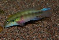 Pelvicachromis humilis "red spot liberia"