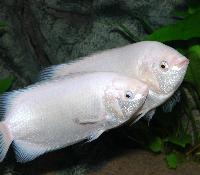 Helostoma temminckii