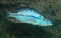 Dimidiochromis compressiceps