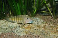 Tanganicodus irsacae
