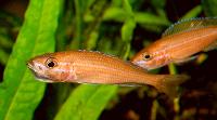 Paracyprichromis nigripinnis