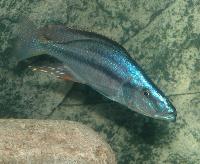 Dimidiochromis compressiceps