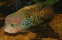 Vieja synspila