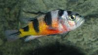 Astatotilapia latifasciata