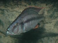Dimidiochromis compressiceps