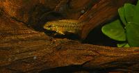 Nannacara anomala